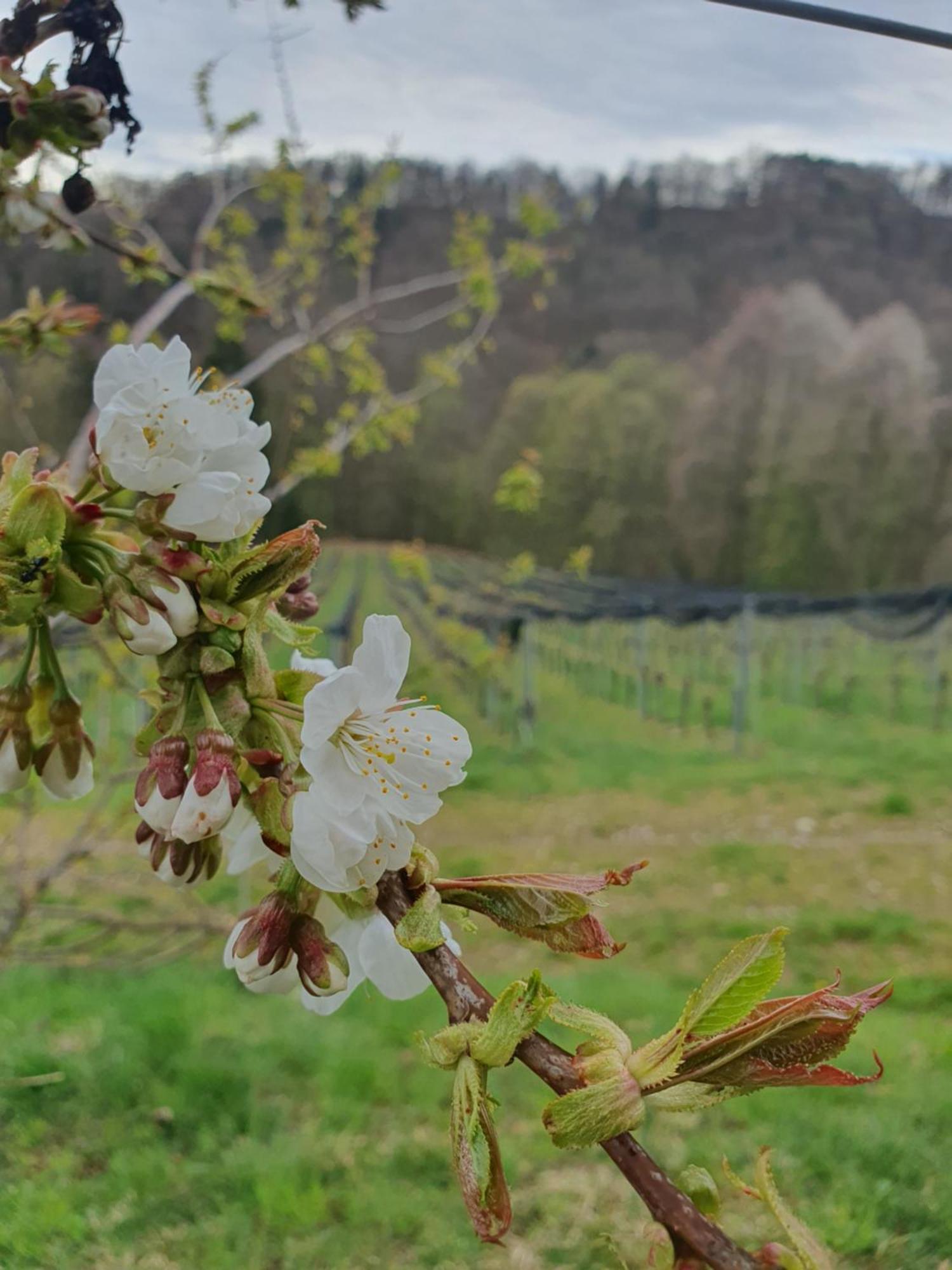 Weingut Pugl Apartman Leibnitz Kültér fotó